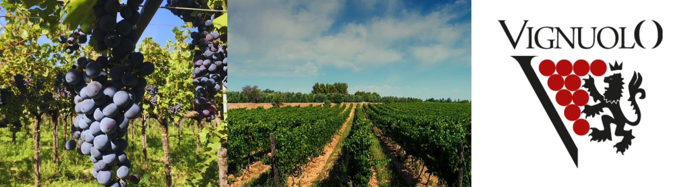 Cantina d'Andria