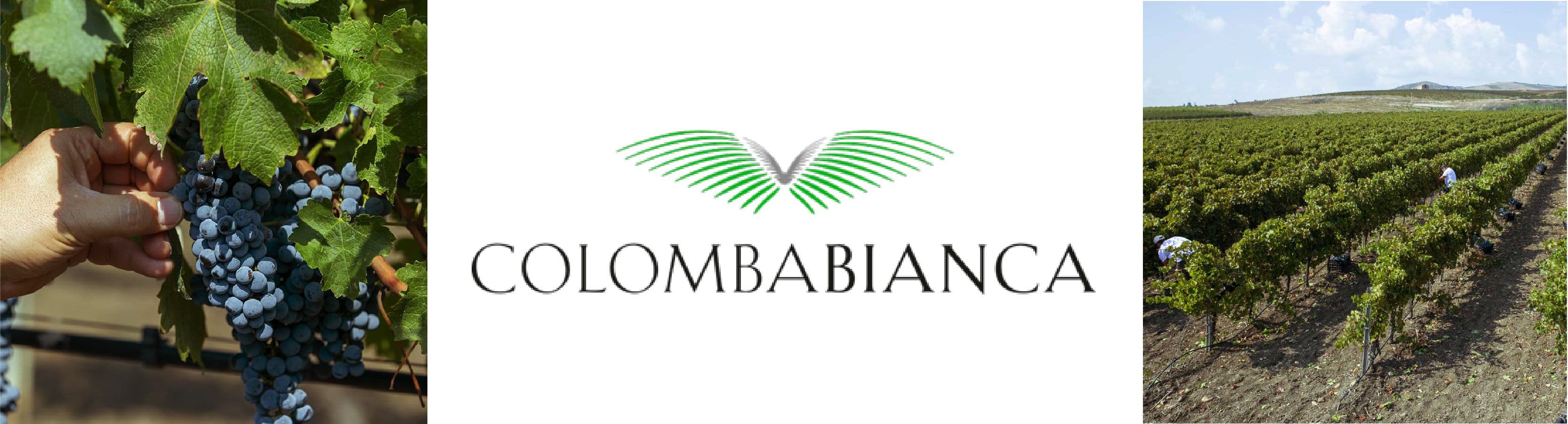 Colomba Bianca