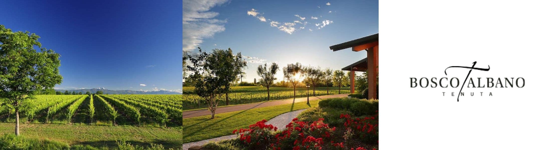 Tenuta Bosco Albano