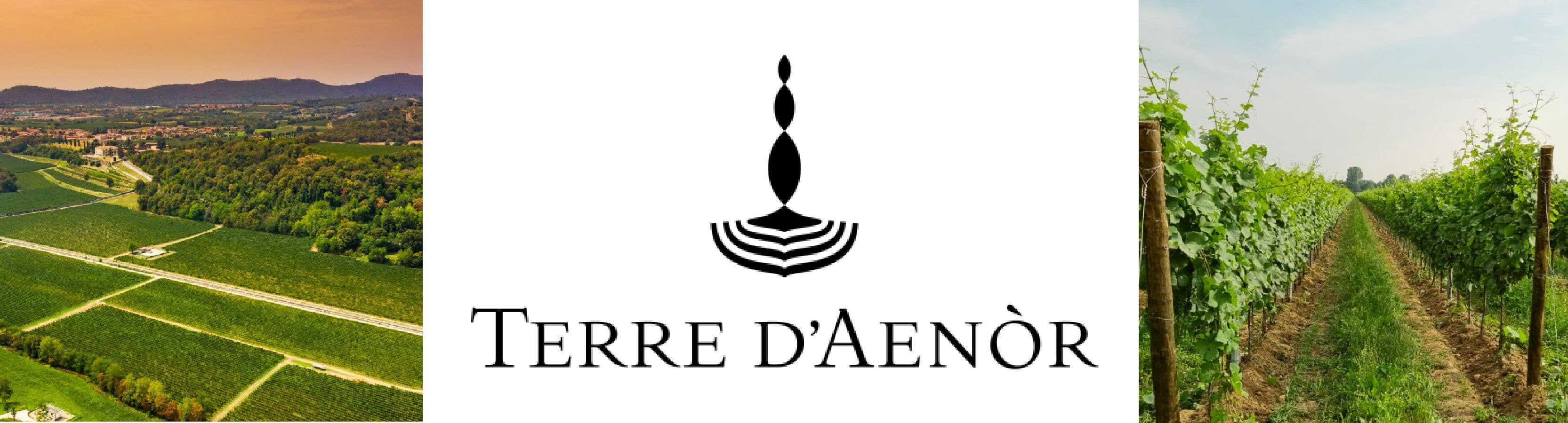 Terre D'Aenòr