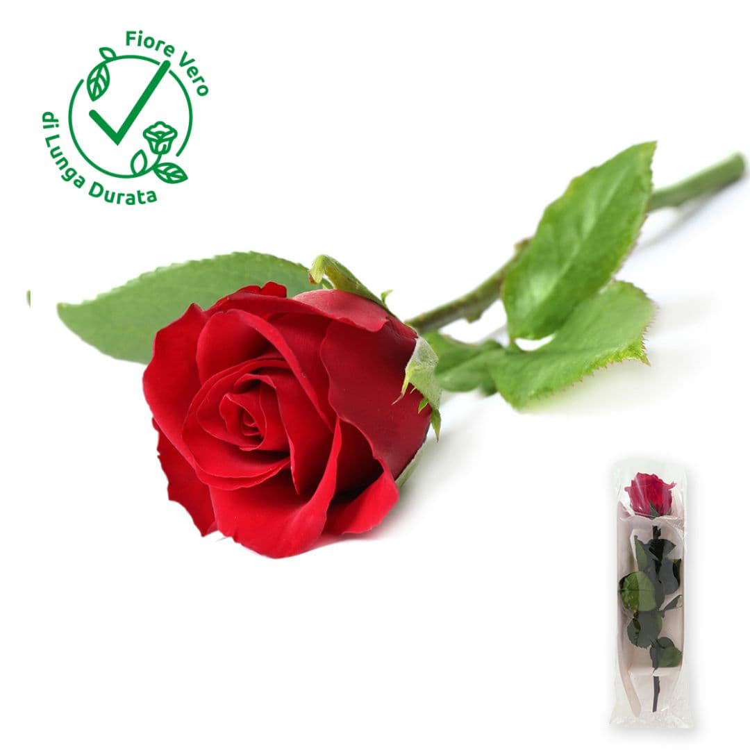 Rosa Rossa
