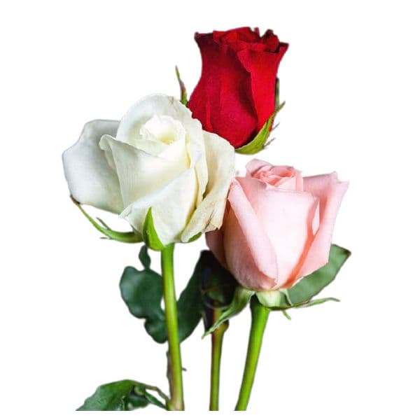 Profumo di Primavera